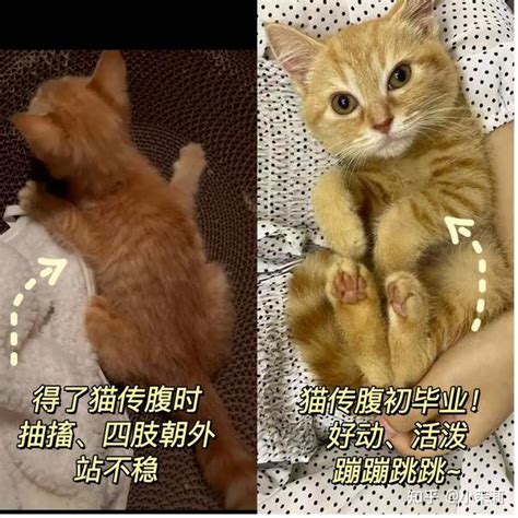 猫传腹441注射方法 知乎