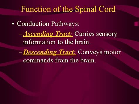 Central Nervous System The Spinal Cord Spinal Cord