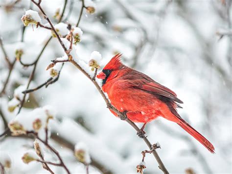 Northern Cardinals in Winter (Location, Behavior, Survival… | Birdfact