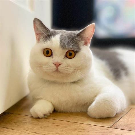 Chonky Cats Showing Their Adorable Double Chins