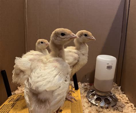 White Broad Breasted White Turkey