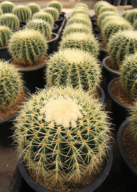 Round Cactus Stock Image Image Of Exotic Green Farm 34535431