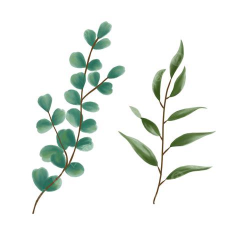 Eucalyptus Leaves Clipart Hd Png Watercolor Eucalyptus Leaves For