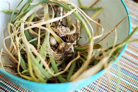 Growing Garlic in Containers