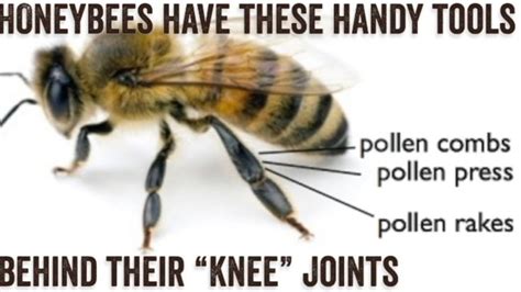 Why Bees Knees Actually Are The Best Bees Knees Bee Cool Tools