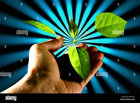 Hand Plant New Life Care Concept Stock Photo Alamy