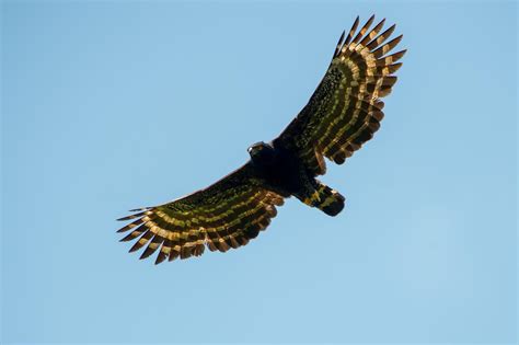 Black hawk-eagle in flight : r/badassanimals