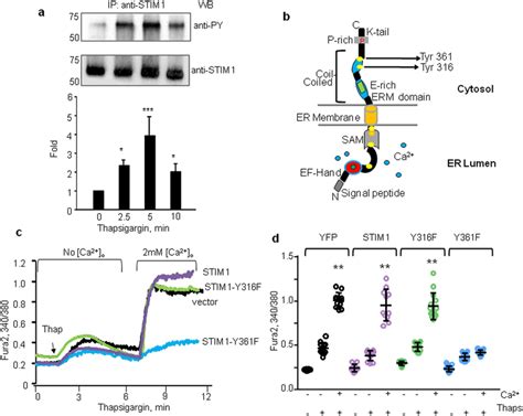 Thapsigargin Induces Phosphorylation Of Stim At Y Residue To