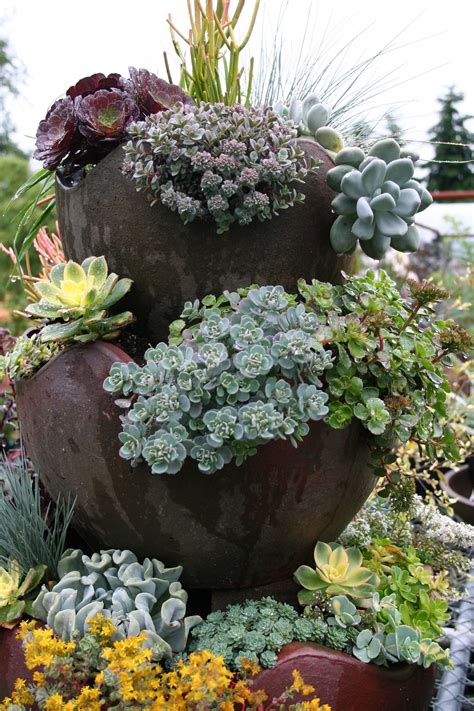 Container Garden Succulents Succulent Landscaping Succulent Gardening