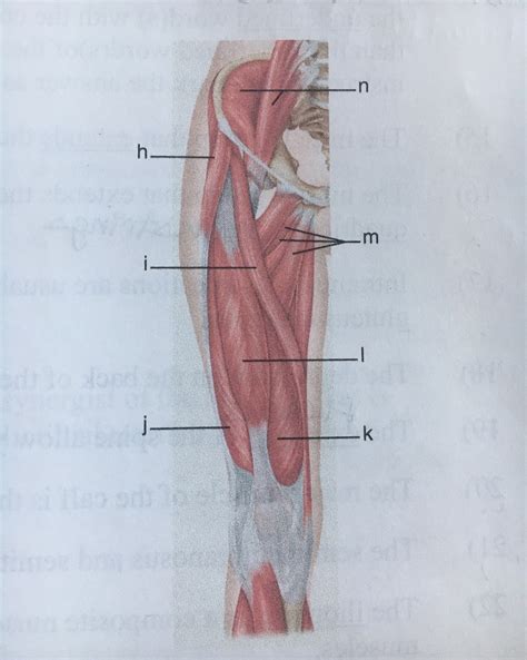 Anterior Thigh Muscles Diagram Quizlet