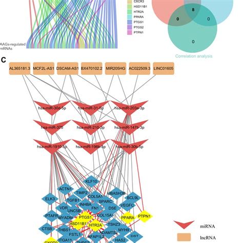 Construction Of The Lncrna Mirna Mrna Network A Correlation Analysis