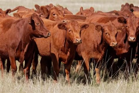 10 Docile Beef Cattle Breeds: Great Options For A Beginner