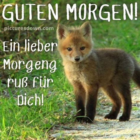 Wundersch Nen Guten Morgen Bild Fuchs Picturesdown