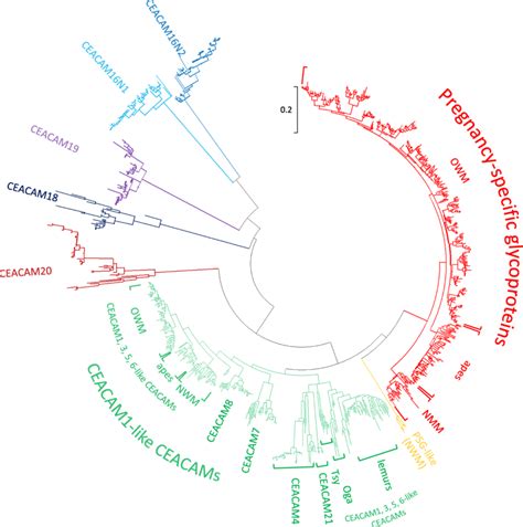 Orthologous And Paralogous Relationship Of CEACAM Genes In Primates