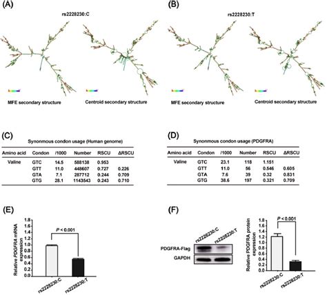 The Genotype Of Rs2228230 Affects The Mrna Secondary Structure And