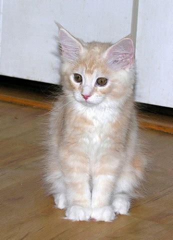 The Cream Maine Coon Maine Coon Expert