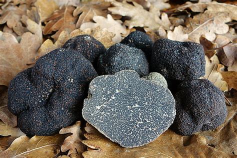 Tuber Melanosporum Trufato