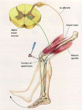 Doctors Gates: Grades of deep tendon reflexes