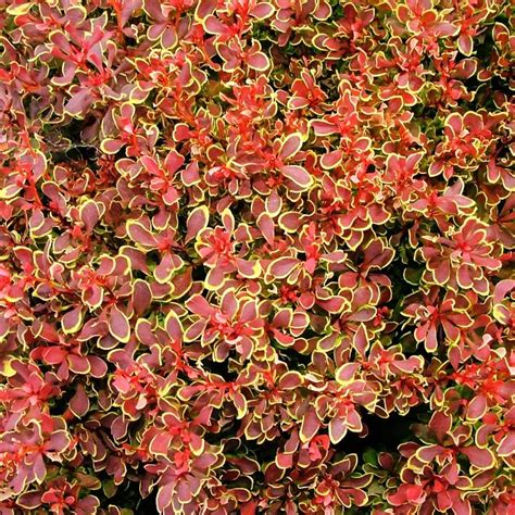 Golden Ruby Barberry For Sale Online The Tree Center