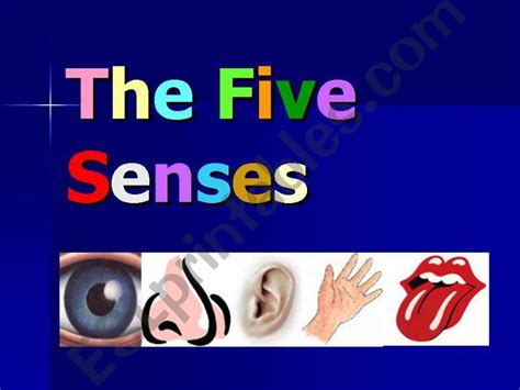 Esl English Powerpoints The Five Senses