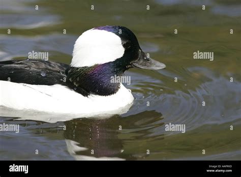 Adult Male Bufflehead Bucephala Albeola Duck Castle Espie County Down