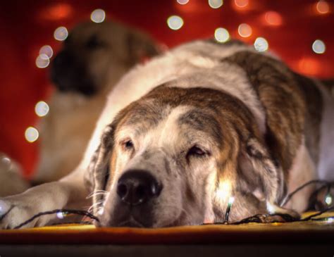 Quando è arrivata non riusciva a smettere di tremare la cagnolina non