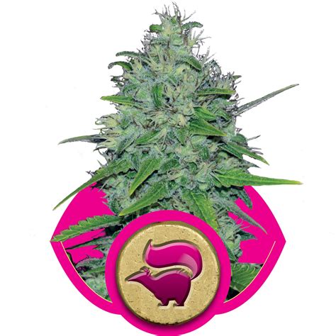 Buy Skunk Xl Feminized Seeds At The Best Price