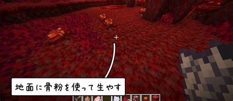 【マイクラ】真紅のキノコの入手方法と使い道2つ 脱・初心者を目指すマインクラフト