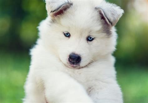 Samoyed Husky Mix: A Complete Samusky Guide | Puplore