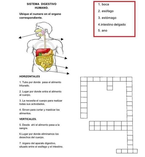 Sistema Digestivo Para Segundo De Primaria Actividades E02