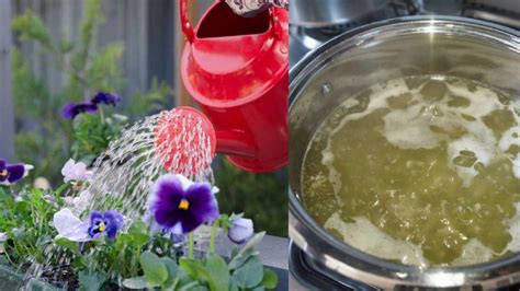 Cómo preparar un agua de riego superpoderosa para que tus plantas