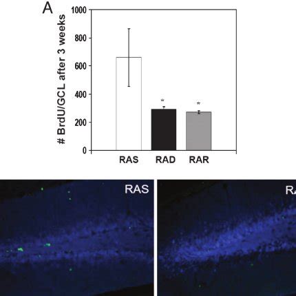 Ra Status Does Not Affect Proliferation In The Adult Dg A And B