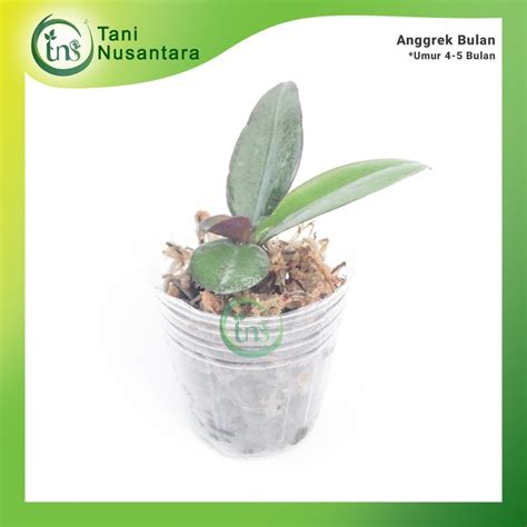 Bibit Anggrek Bulan Seedling Tani Nusantara