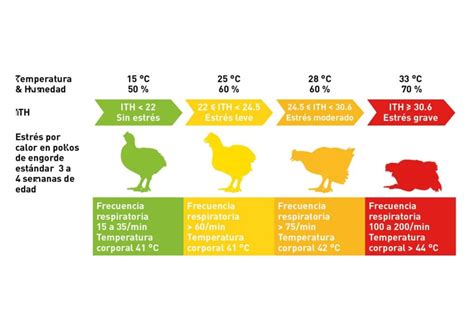 Temperatura Y Humedad Para Pollos De Engorde Qu Debes Saber Todo