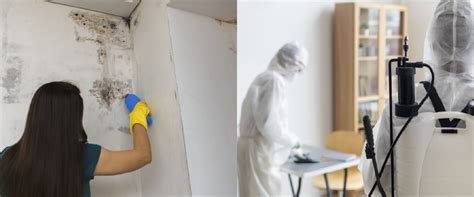 DIY vs. Professional Mold Remediation - CRUSA