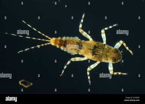 Mayfly Larvae Stock Photos & Mayfly Larvae Stock Images - Alamy