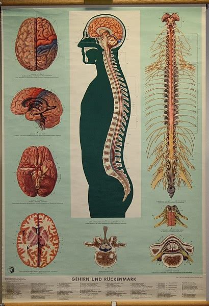 Lehrtafel Gehirn Und R Ckenmark Krankenhausmuseum Bielefeld