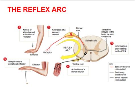 A&P LAB exercise 21 (human reflex physiology) Flashcards | Quizlet