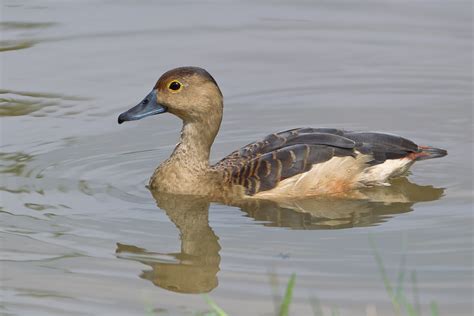 Lesser Whistling Duck Birds Of Singapore