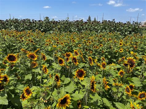 Sunflower bloom at Hana Field (by Tanaka Farms) — California By Choice