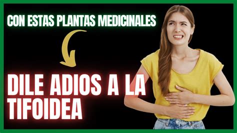 5 Increíbles Plantas Medicinales Para ELIMINAR La Tifoidea YouTube