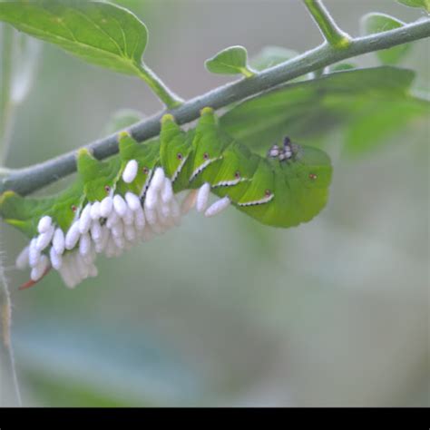 Tobacco Hornworm With The Eggs Of The Parasitoid Wasp Cotesia Congregata Project Noah