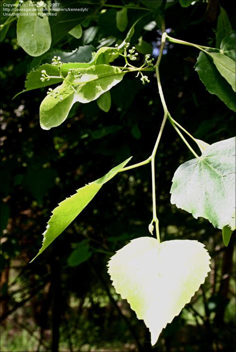 Plantfiles Pictures Tilia Species Littleleaf Linden Little Leaf