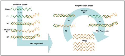 Biosensors Free Full Text Isothermal Amplification Methods For The