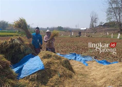 Produksi Beras Di Rembang Surplus Cukup Untuk Bulan