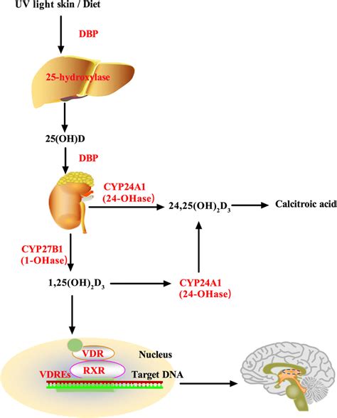 Vitamin D Metabolism Dbp Vitamin D Binding Protein Rxr Retinoid X