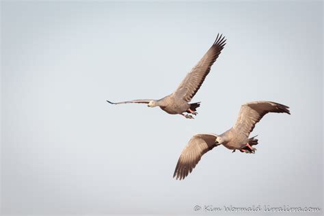 Flying geese « lirralirra