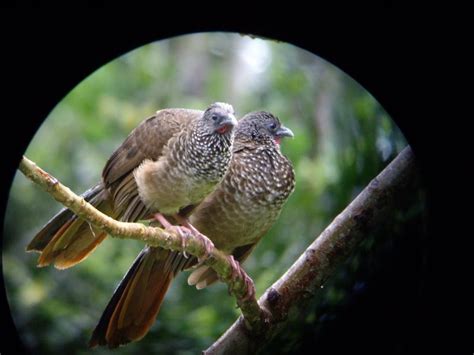 Cusco Bird Watching Tour Packages Book Cusco Bird Watching Holiday