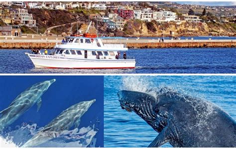 Whale Watching In San Diego San Diego Ca California Beaches