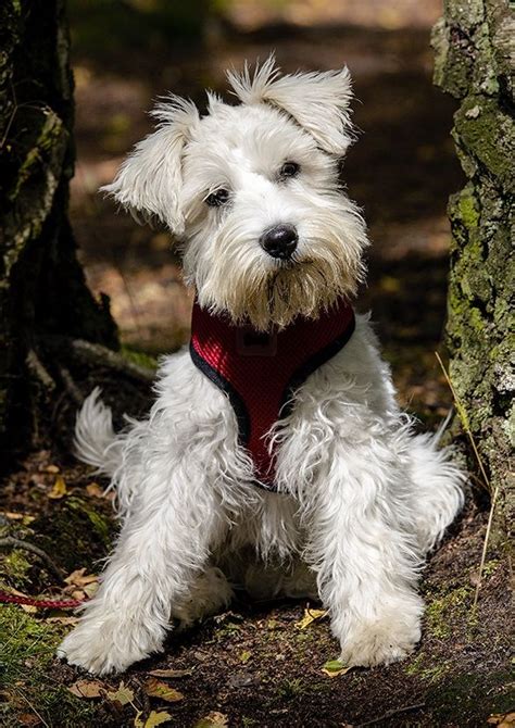 269 best images about WHITE SCHNAUZER on Pinterest | Schnauzer dogs ...